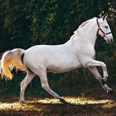 Ghursavari Ka Shauk Ghursavari Ka Shauk