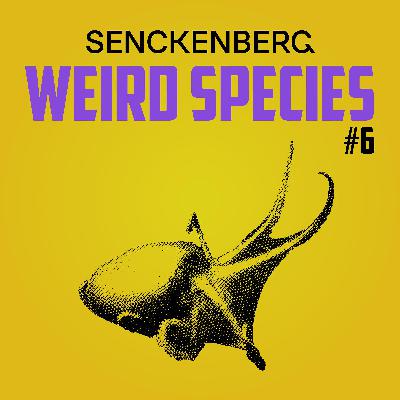 Weird Species #6: Dorado Octopus - Deep Sea Super Powers