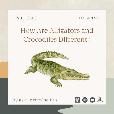 How Are Alligators and Crocodiles Different? Lesson 92