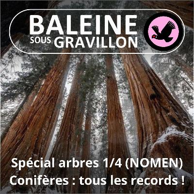 SPÉCIAL ARBRES 1/4 : Conifères, les arbres de tous les records (NOMEN)