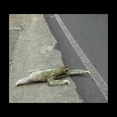 #87 Freakin Yellow Jackets!! #87 Freakin Yellow Jackets!!