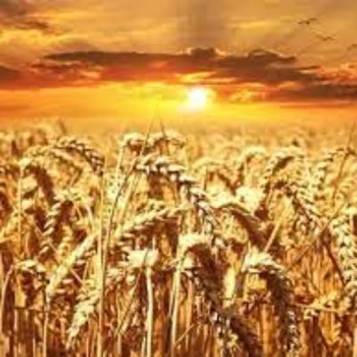 Some insights into Matthew 13 for Today