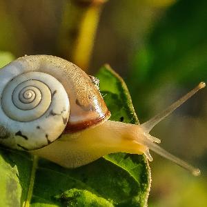 Snails Snails