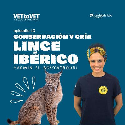 Conservación y cría del Lince Ibérico, Yasmin El Bouyafrouri, E 13 Podcast Vet to Vet