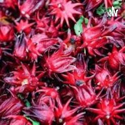Flor de Jamaica