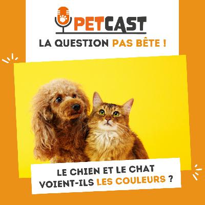 Le chien et le chat voient-ils les couleurs ?