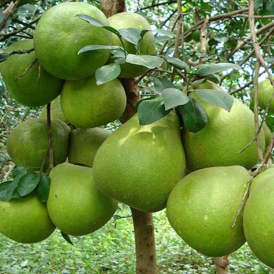Gợi Ý Top 6 Đặc Sản Đồng Nai Làm Quà Tặng Ý Nghĩa Cho Người Thân Và Bạn Bè Gợi Ý Top 6 Đặc Sản Đồng Nai Làm Quà Tặng Ý Nghĩa Cho Người Thân Và Bạn Bè
