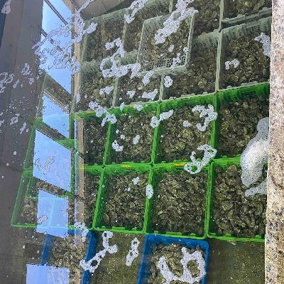 Global 5 - Gastronomía bretona (III): Criadero de ostras en la Bretaña - 01/07/25