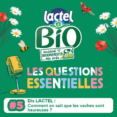 📣 Bliss Stories présente Les questions essentielles - Dis LACTEL : Comment on sait que les vaches sont heureuses ?