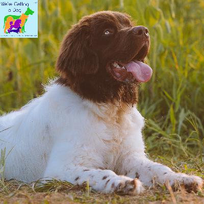 Dylan Wants a Newfoundland Dylan Wants a Newfoundland