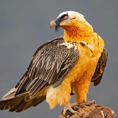 28. Bearded Vulture (The Bird That Survives on Bones) 28. Bearded Vulture (The Bird That Survives on Bones)