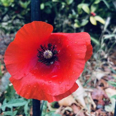 Tre poesie al giorno ***English edition*** - la poesia di guerra (war poetry)