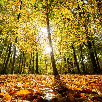 Herbstblues oder Herbstliebe? Die dunkle Zeit hat zwei Gesichter Herbstblues oder Herbstliebe? Die dunkle Zeit hat zwei Gesichter