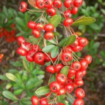 #第1309回 誕生花『ピラカンサ』2025年11月23日（日）OA（WBS和歌山放送／出演：高岡伸夫、木村恵子）