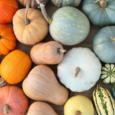 #13 Winter Squash