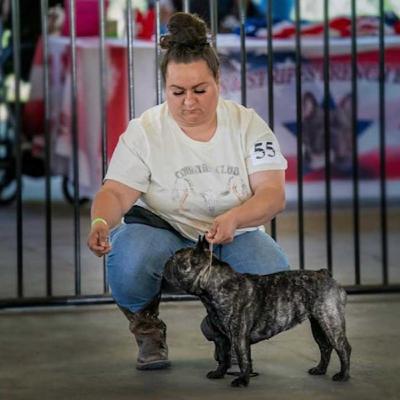 Insider Tips on French Bulldog Care from Gracious Frenchies | S5-E13