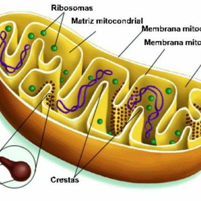 mitocôndrias e a respiração celular
