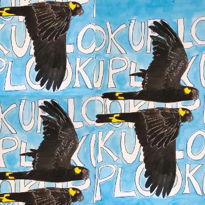 LookUpLookUp OR Yellow-Tailed-Black Cockatoo