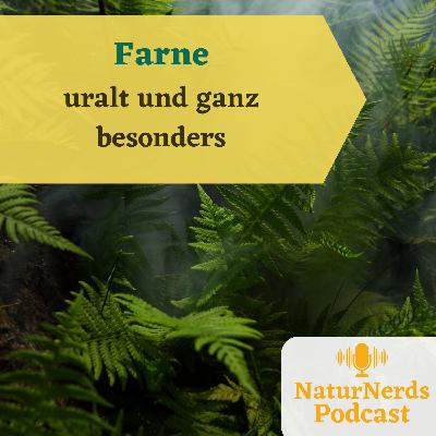 Farnpflanzen
