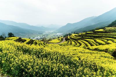 城市印象 - 婺源花海