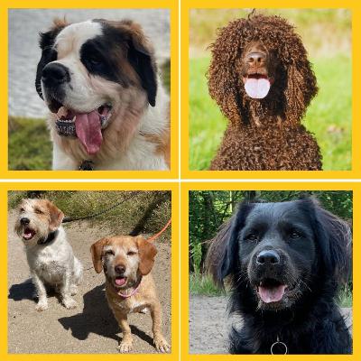 DE WANDELING. TRAILER