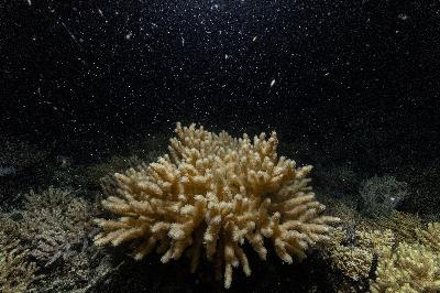 Great Barrier Reef explodes with life during mass coral spawning Great Barrier Reef explodes with life during mass coral spawning