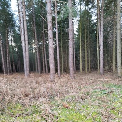 Rendlesham Forest incident