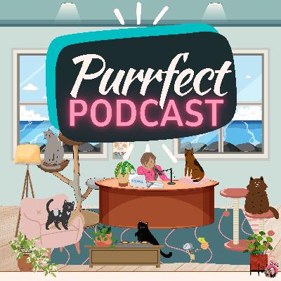 9 homemade cat food recipes that work for every situation 9 homemade cat food recipes that work for every situation