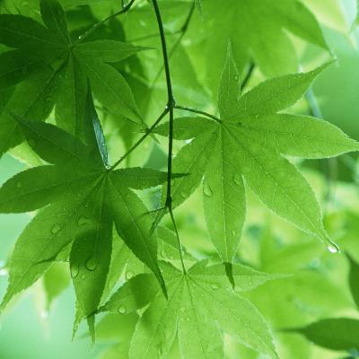 Agronegócios - Agrotóxicos, um mal ou (bem) necessário ao agronegócio? PARTE 2 Agronegócios - Agrotóxicos, um mal ou (bem) necessário ao agronegócio? PARTE 2