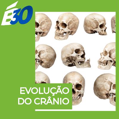 Evolução do Crânio