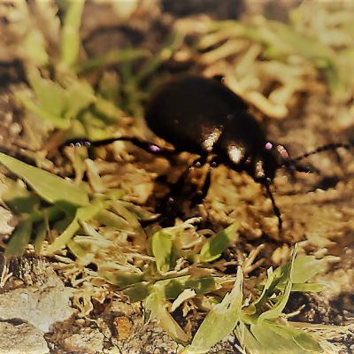 rubbish vi rubbish vi