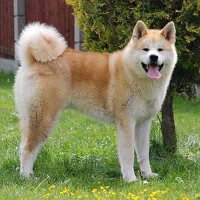 015 - L'Akita Inu