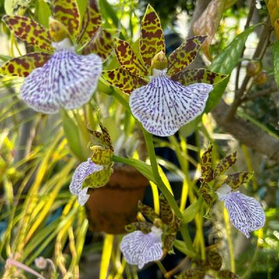 公園の朝散歩より687鳥の声 公園の朝散歩より687鳥の声