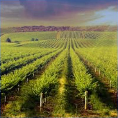 Vineyard Tales