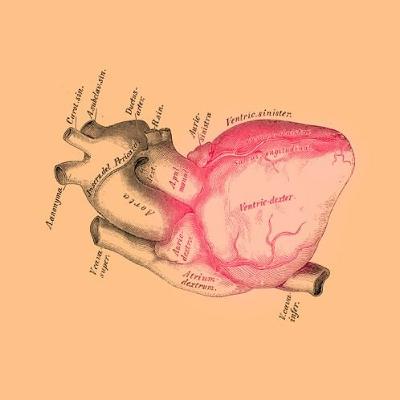 Кирилл Титаев. Социальное животное Кирилл Титаев. Социальное животное