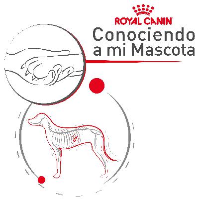 Pancreatitis ¿qué es y cómo detectarla?