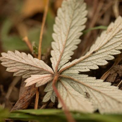 REP - End of the Year 2021