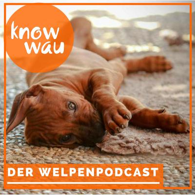 5 Überlegungen zum Spaziergang mit dem Welpen