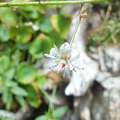 Bog Saxifrage (Micranthes odontoloma)
