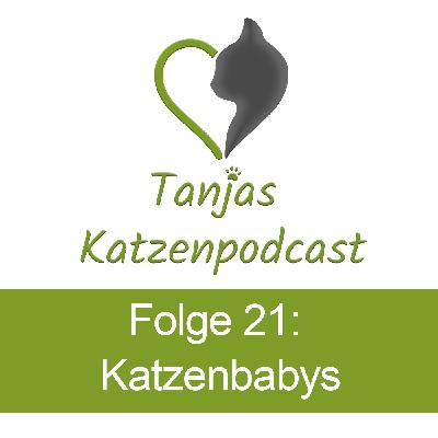 Sozialisierung von Katzenbabys