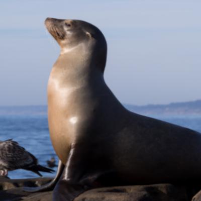 The Galapagos Sea Lion