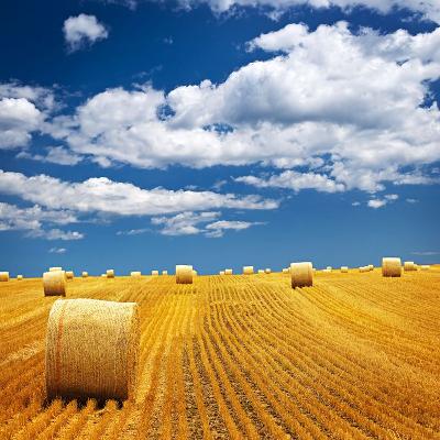 Hay and straw prices coming down from record high levels