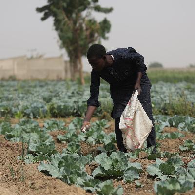 The humanitarian risks of a fertilizer shock The humanitarian risks of a fertilizer shock