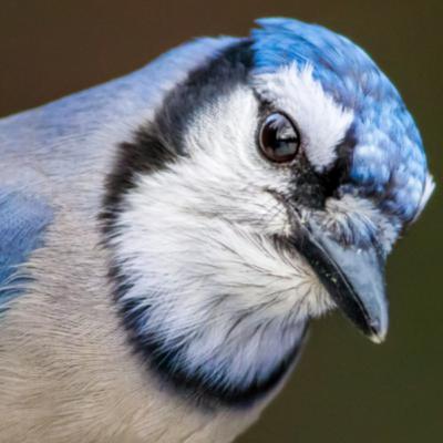 School Daze with Shaun D'Souza pt.1 - Ryerson University homeboys