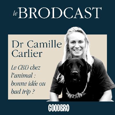 Le CBD chez l'animal : bonne idée ou bad trip ?