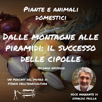 Dalle montagne alle piramidi: il successo delle cipolle
