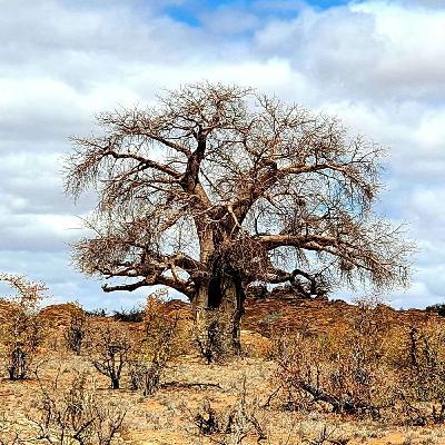 Ambar Van Der Wath Unpacks Baobab Network's $20K Toe-Dipping Investment Proposition Ambar Van Der Wath Unpacks Baobab Network's $20K Toe-Dipping Investment Proposition