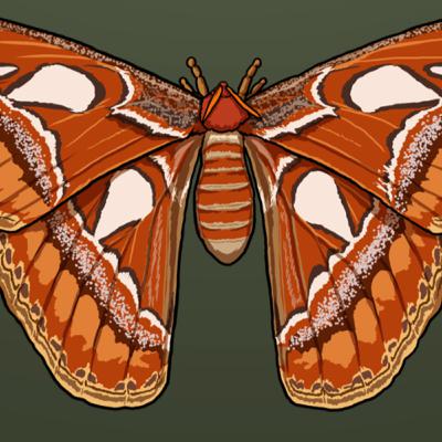 Moth Week Special