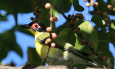 Furious Fig Feeding Frenzy – The Australasian Figbird