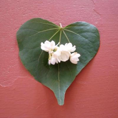 Pausada mente (Trailer)